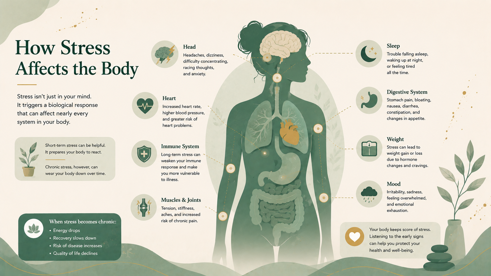 Minimalist editorial illustration showing how chronic stress affects multiple body systems, including the brain, heart, digestion, sleep, muscles, and immune system in soft sage green, mint green, cream, and muted gold tones.